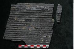 Foto (Detailansicht) von Sigillaria elongata Brongniart (NHMW-GEO-2024-0188-11064)
